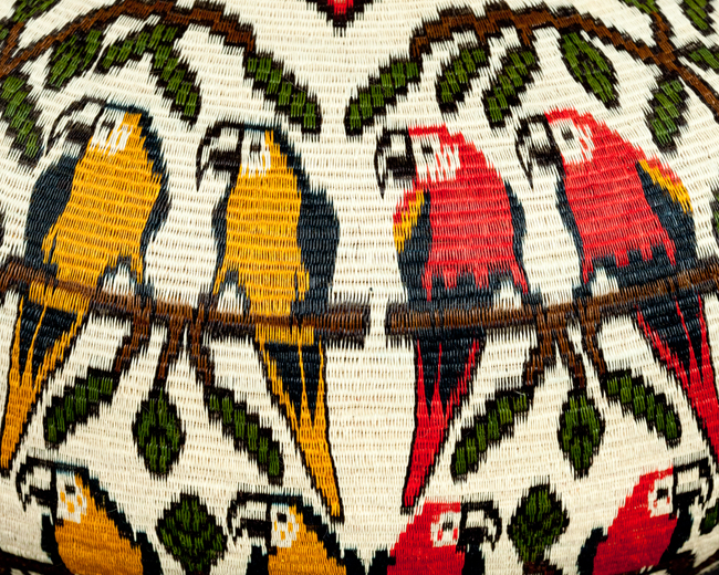 Close up of red green yellow parrots basket