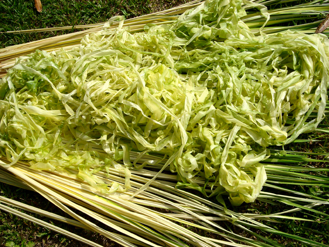 Drying the chunga palm