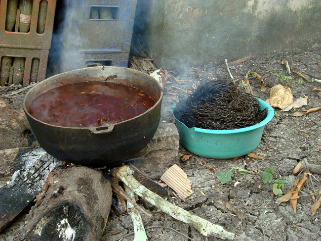 Dyeing the chunga palm