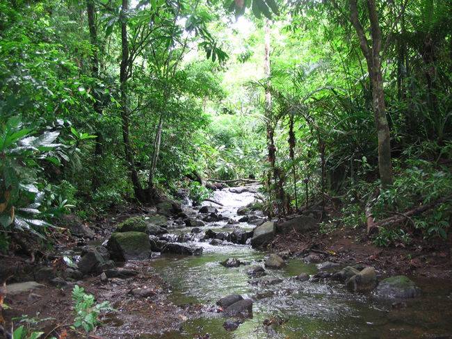Darien Rainforest